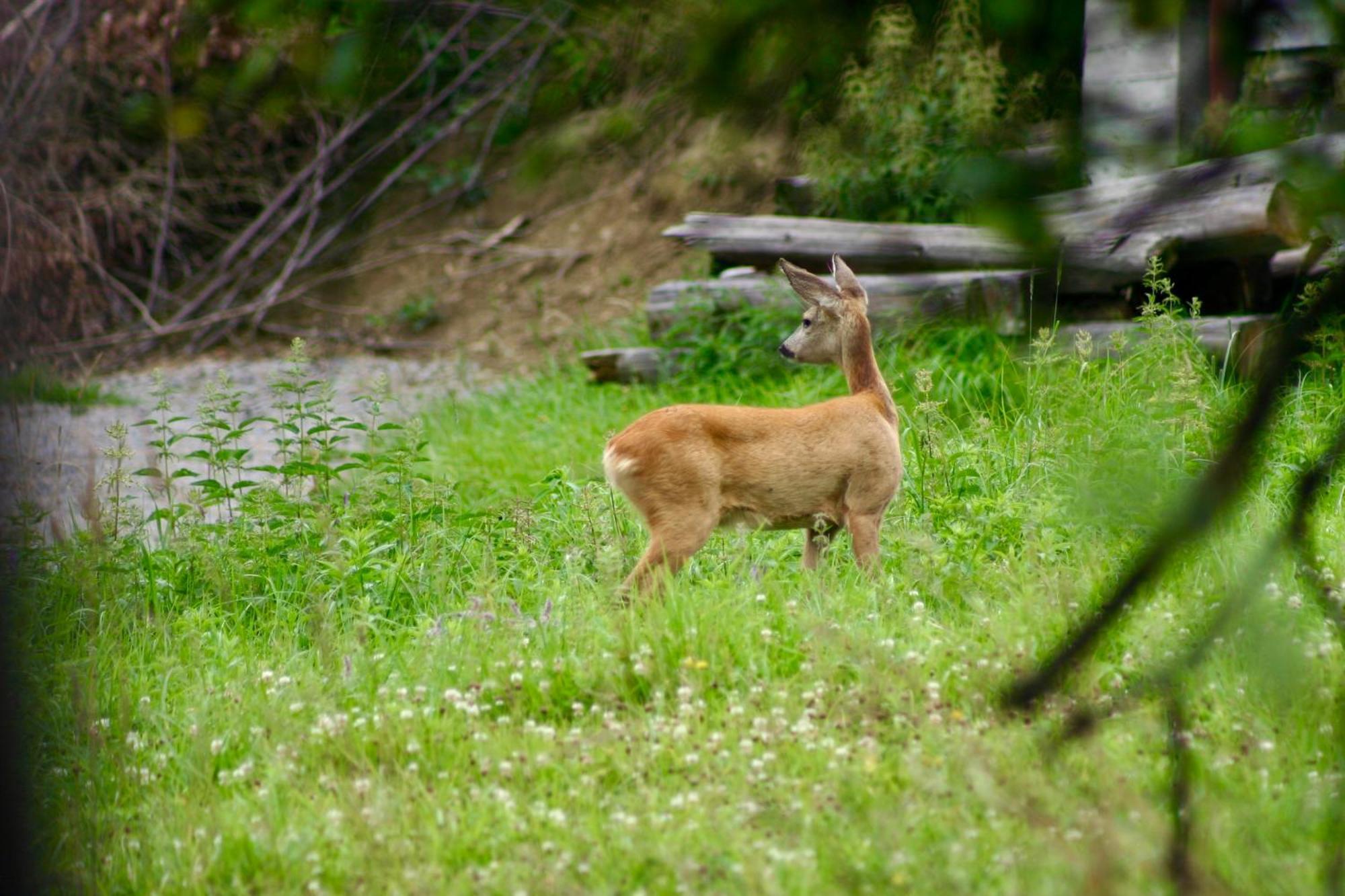 Black Deer - Z Sauna Na Tarasie, Jacuzzi I Widokiem Na Gory - By Deer Hills Luxury Apartments Kocon Eksteriør bilde