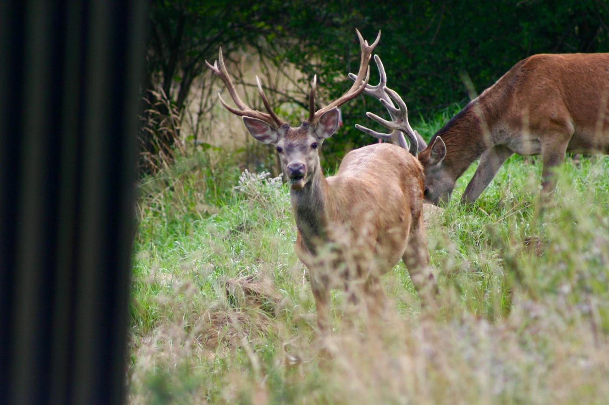 Black Deer - Z Sauna Na Tarasie, Jacuzzi I Widokiem Na Gory - By Deer Hills Luxury Apartments Kocon Eksteriør bilde