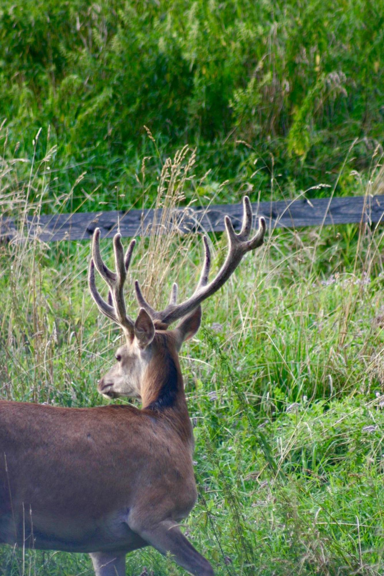 Black Deer - Z Sauna Na Tarasie, Jacuzzi I Widokiem Na Gory - By Deer Hills Luxury Apartments Kocon Eksteriør bilde